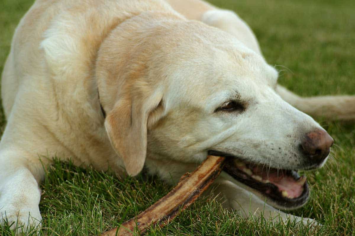 Buffalo Hills Bison Meat'S Canine Cuisine