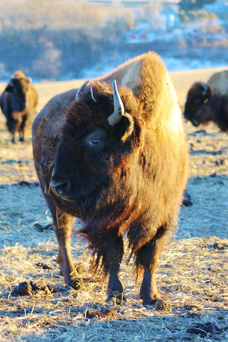 Buffalo Hills Bison Meat Picture Of Buffalo In A Field