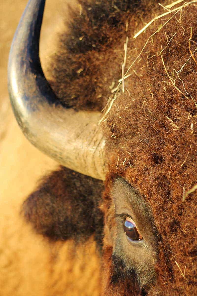 Buffalo Hills Bison Meat Picture Of A Buffalo