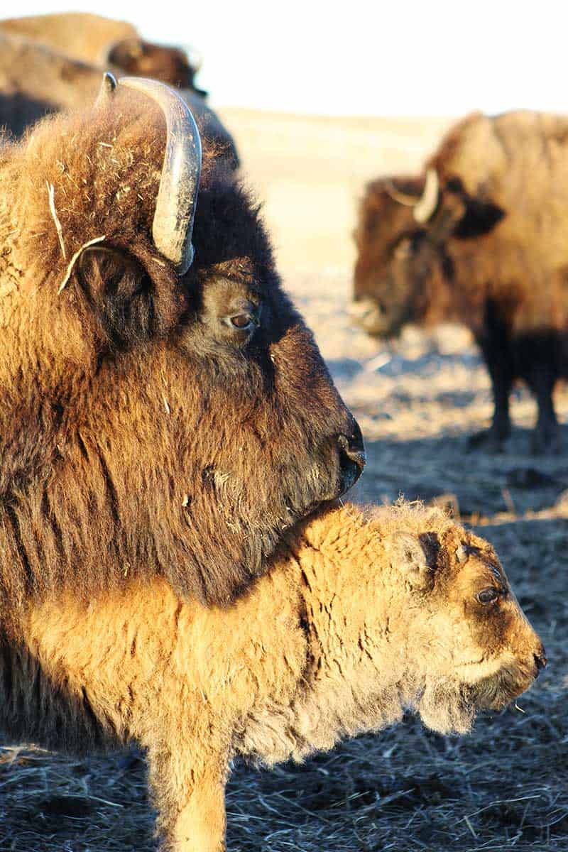 Buffalo Hills Bison Meat Buffalo'S In A Field