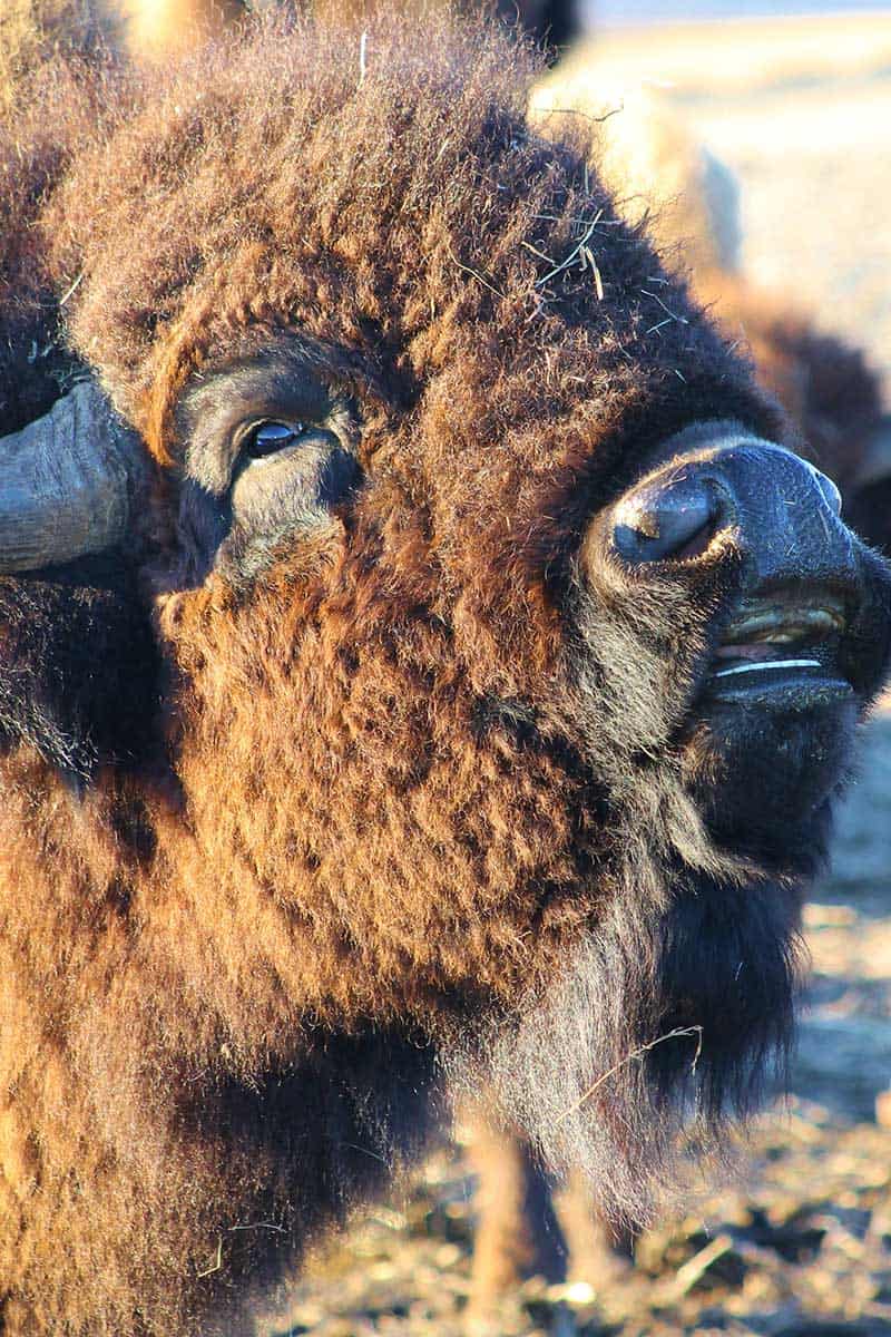 Buffalo Hills Bison Meat Picture Of A Buffalo Face