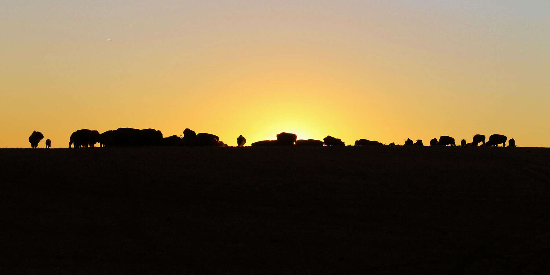 Buffalo Hills Bison Meat